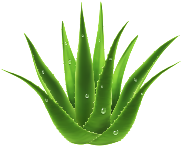 Aloe barbadensis Leaf