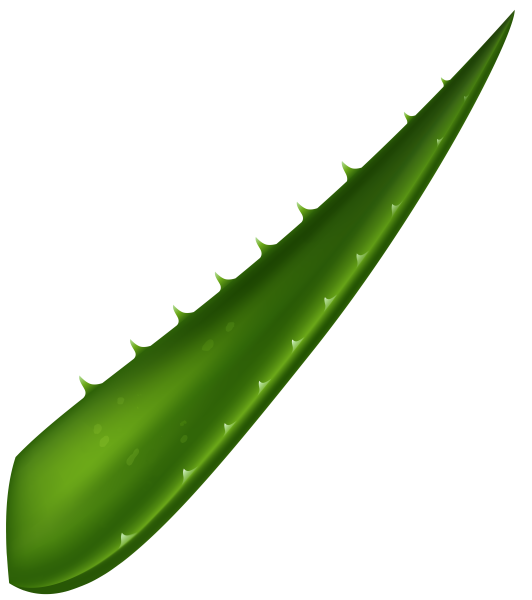 Алоэ Вера