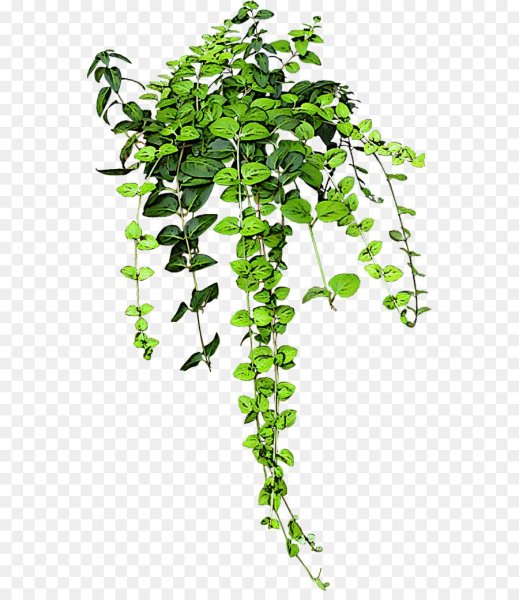 Ампельная ветка зелени