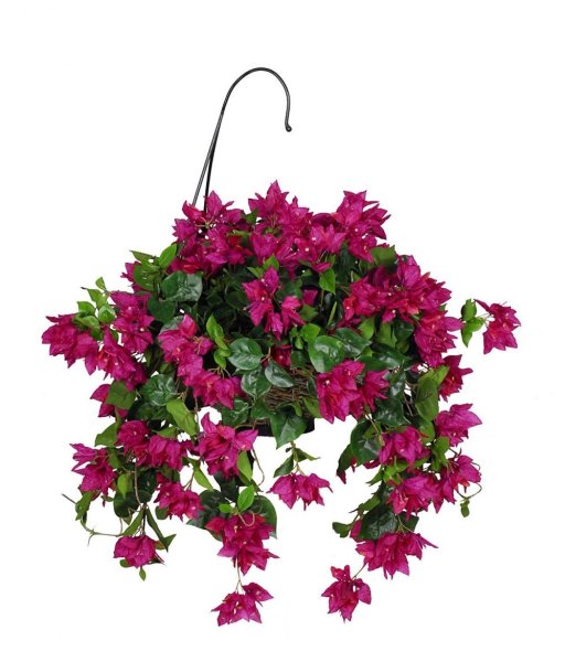 Бугенвиллия ампельная