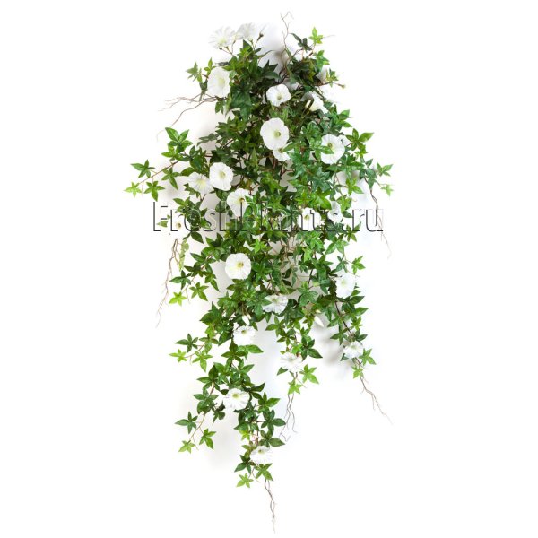 Ипомея ампельная