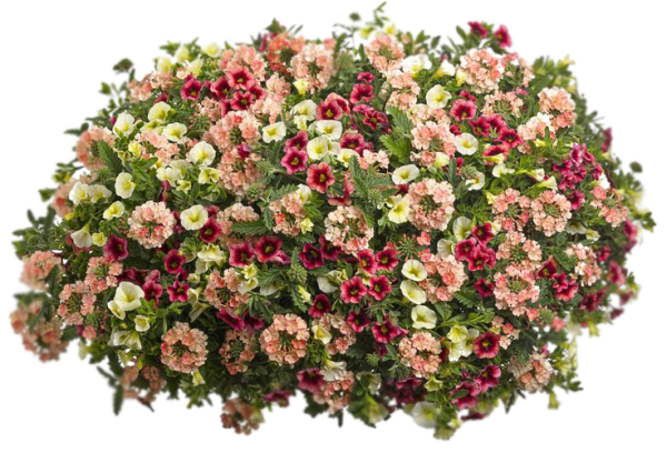 Калибрахоа микс в кашпо