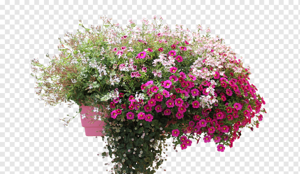 Вербена bonariensis в горшках