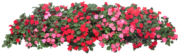 Цветы в клумбе в горшке вид сверху