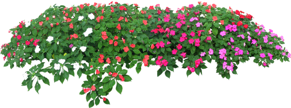 Куст с цветами на прозрачном фоне