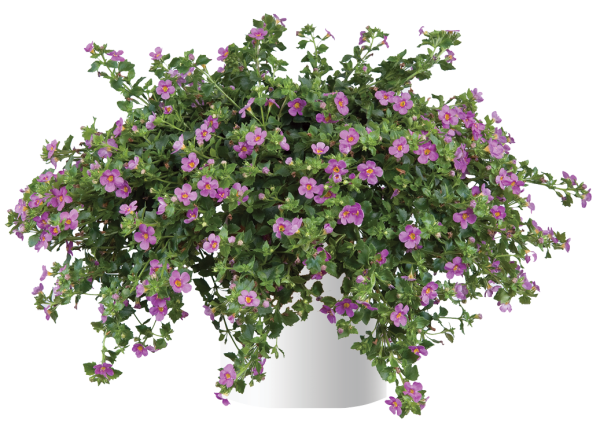 Бакопа Scopia Pink