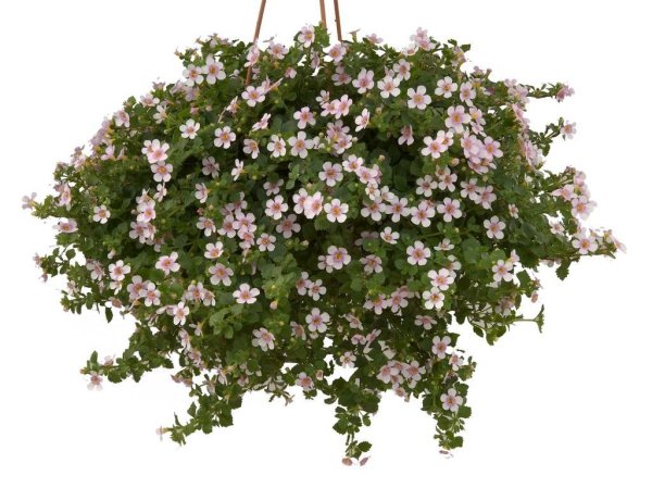 Бакопа Double Pink