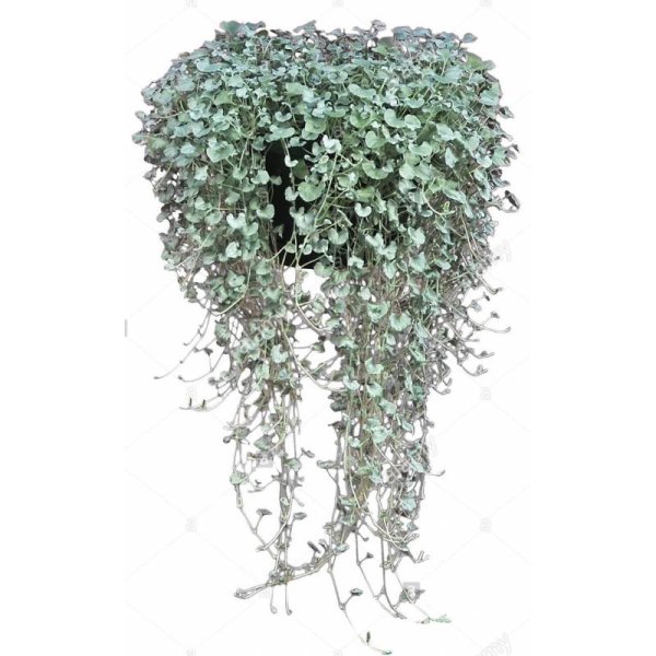 Дихондра Silver Falls