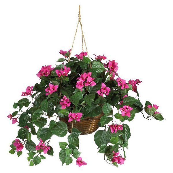 Бугенвилии ампельные в кашпо