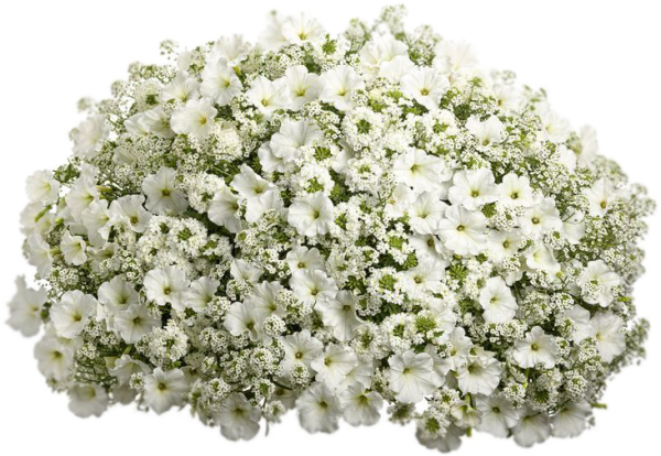 Алиссум в кашпо