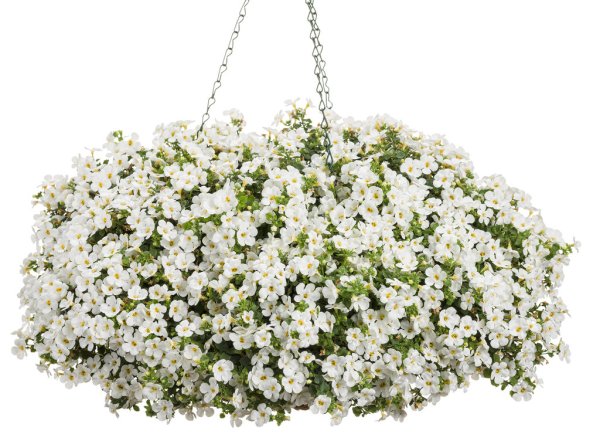 Бакопа Double Snowball White