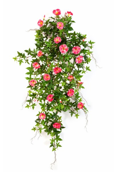 Роза ампельная (вьющаяся)