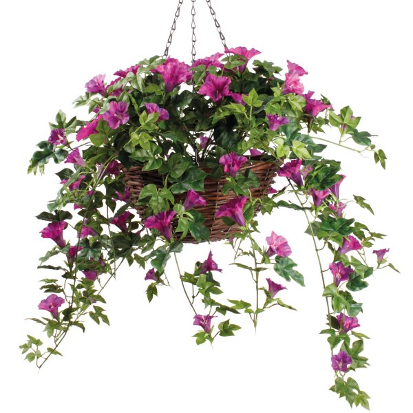 Лотос ампельный