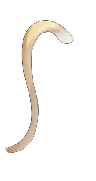 Кошачий хвост без фона