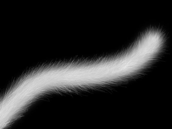 Кот с хвостом