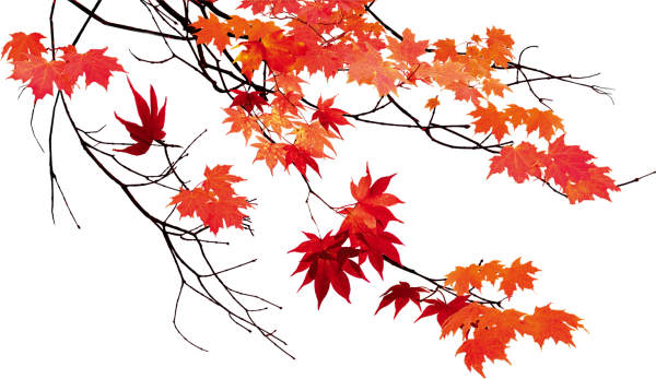 Осенняя ветка