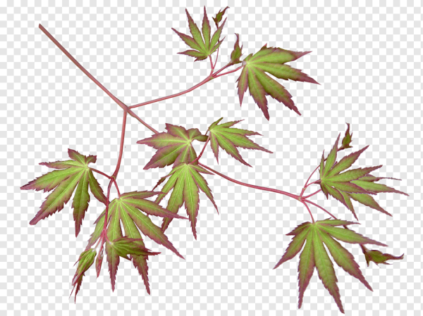 Листья клена расположение