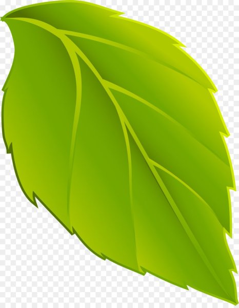 Листья на прозрачном фоне