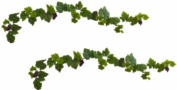 Виноградные листья на прозрачном фоне