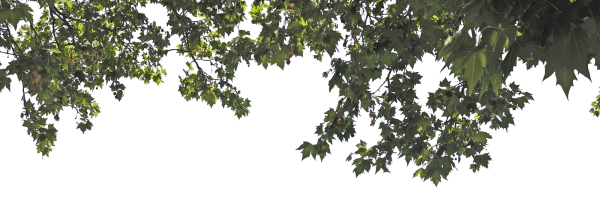 Листва на прозрачном фоне