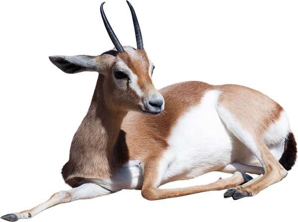 Газель Доркас на белом фоне