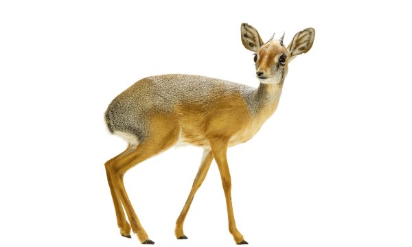 Сайгак на белом фоне