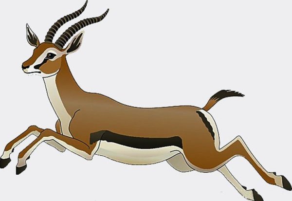 Антилопа для детей