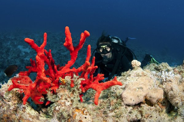 Красные кораллы под водой