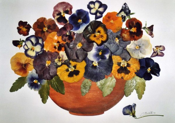 Засушенные Анютины глазки