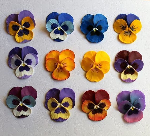 Анютины глазки с пластилина