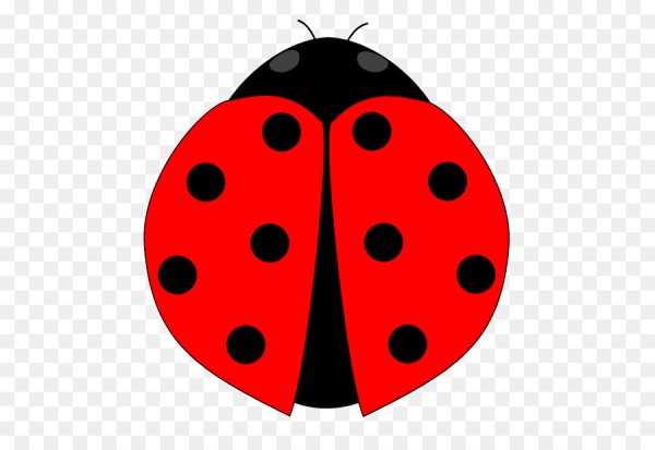 Леди баг Божья коровка на белом фоне