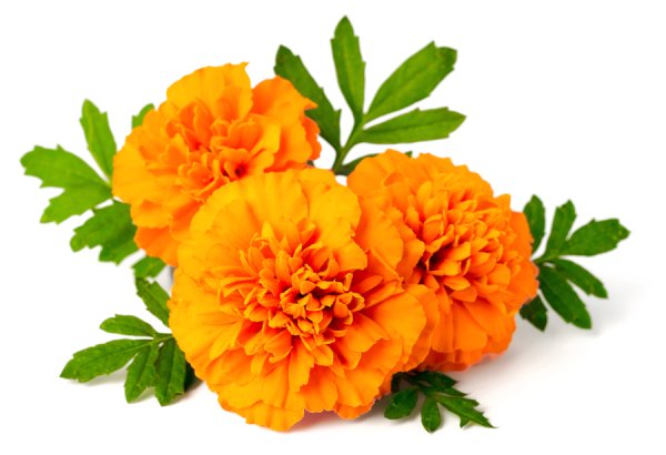 Tester n142 Fresh Marigold купить