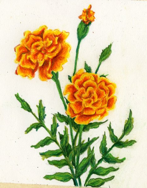 Бархатцы рисунок