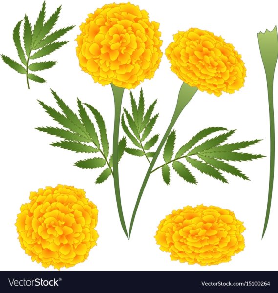 Бархатцы контур