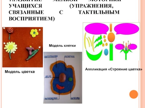 Творческая работа по биологии
