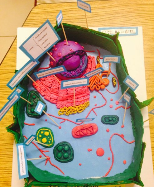 Модель клетки растения из пластилина 5 класс биология