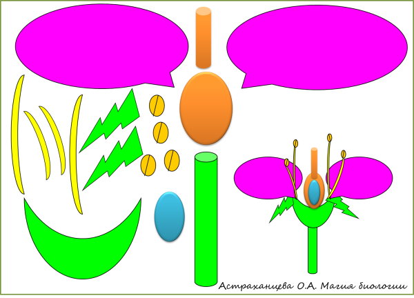 Макет строения цветка