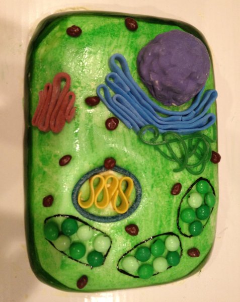 Модель клетки биология 5