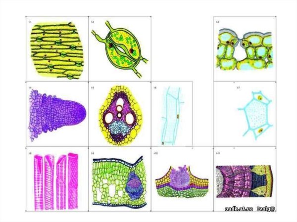 Модель аппликация строение растительной клетки