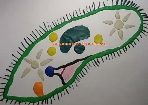 Модель инфузории туфельки из пластилина