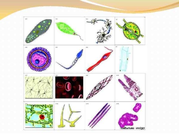 Разнообразие клеток