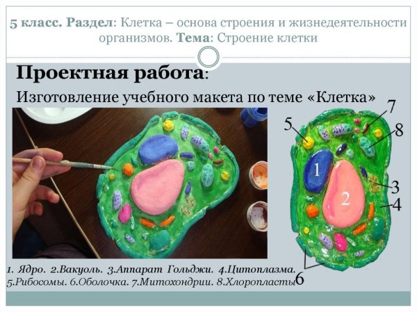 Строение клетки из пластилина