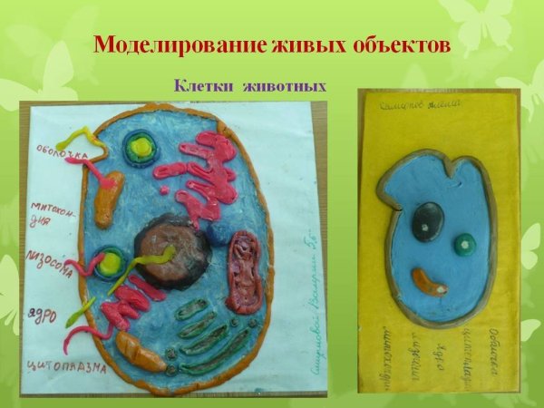 Модель растительной клетки 5 класс биология