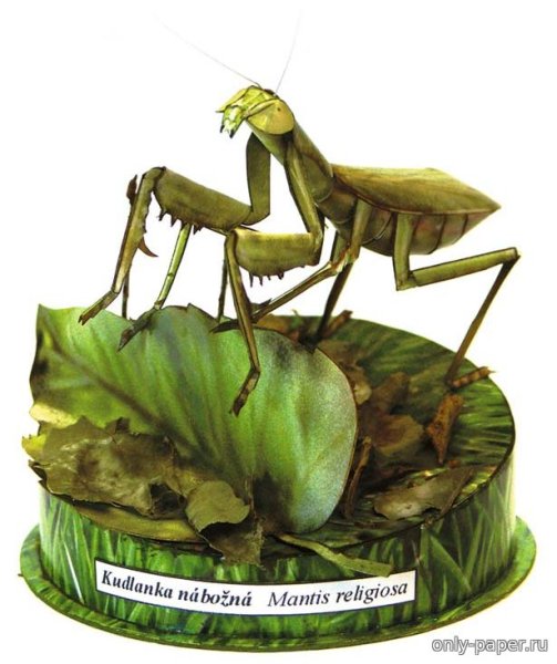 Модель богомола