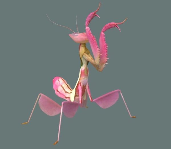 Орхидейный богомол