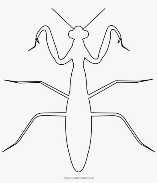 Богомол трафарет