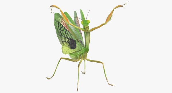 Богомол вид сверху