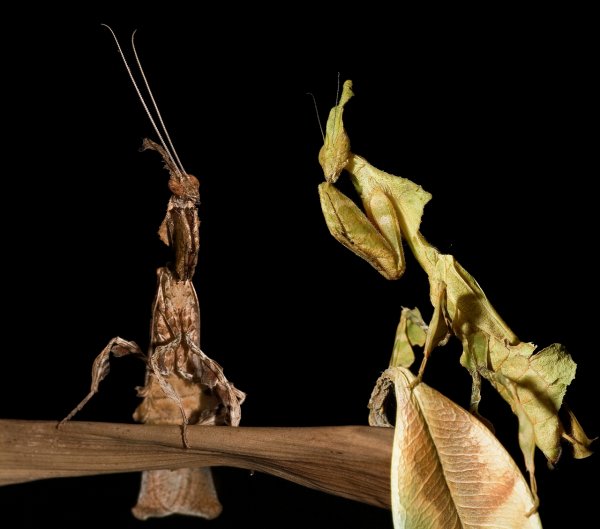 Богомол Phyllocrania paradoxa