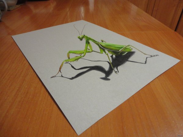 Богомол карандашом