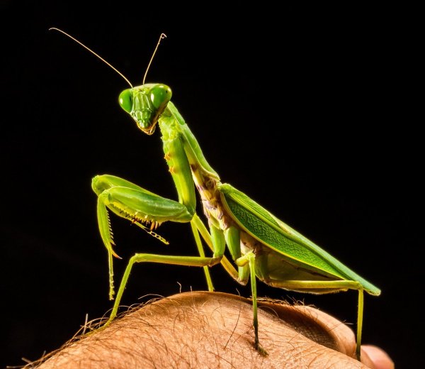 Богомол обыкновенный (Mantis religiosa)